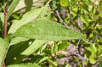 Coastal plain joe pye weed